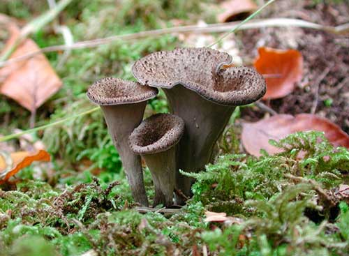 Trompeta de la mort